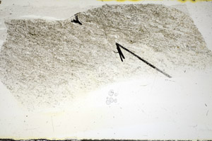 Plane Polarized, S84465