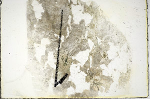 Plane Polarized, S84469