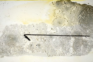 Plane Polarized, S84470