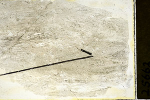 Plane Polarized, S84479