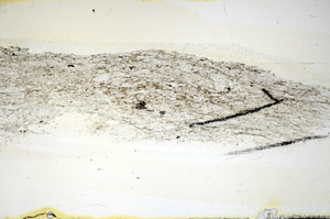 Plane Polarized, S84482