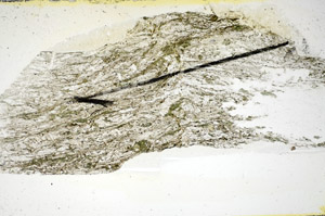 Plane Polarized, S84488