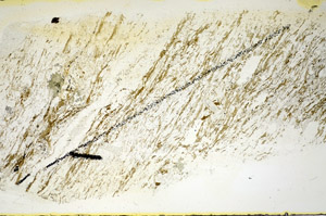 Plane Polarized, S84491