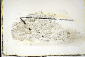 Plane Polarized, S84493