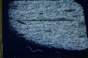 Cross Polarized, S84494