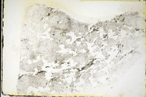 Plane Polarized, S84518