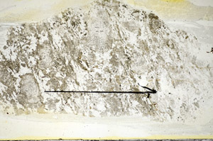 Plane Polarized, S84520