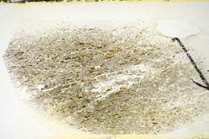 Plane Polarized, S84524