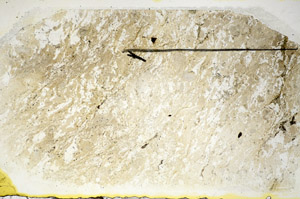 Plane Polarized, S84525