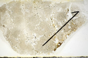 Plane Polarized, S84526