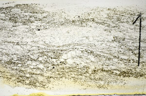 Plane Polarized, S84529