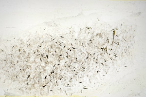 Plane Polarized, S84534