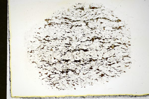 Plane Polarized, S84535