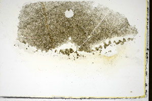 Plane Polarized, S84538