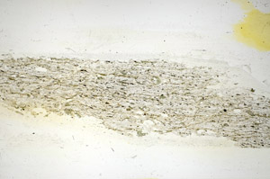 Plane Polarized, S84574