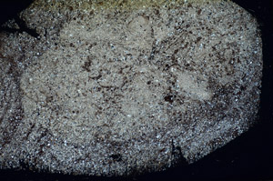 Cross Polarized, S84575