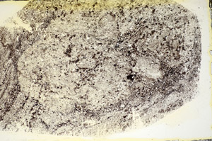 Plane Polarized, S84575