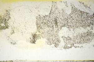 Plane Polarized, S84576