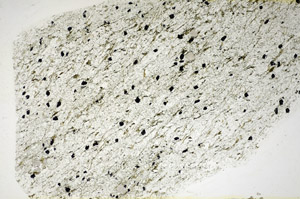 Plane Polarized, S84629