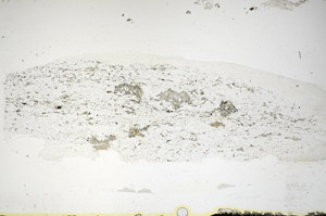 Plane Polarized, S84633