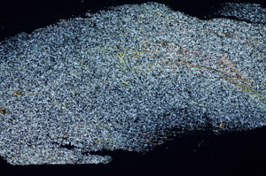 Cross Polarized, S84647