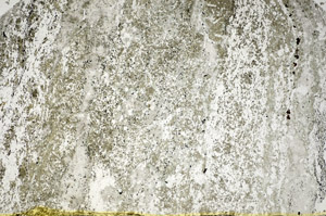 Plane Polarized, S84655