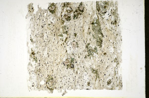 Plane Polarized, S84691