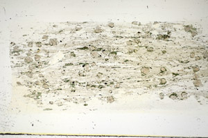 Plane Polarized, S84693