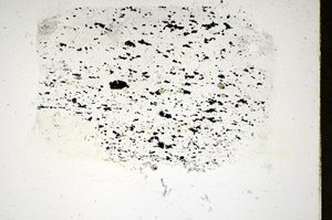 Plane Polarized, S84697