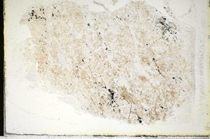 Plane Polarized, S84738
