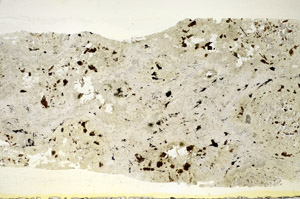 Plane Polarized, S84743