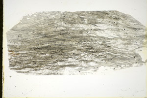 Plane Polarized, S84748