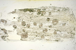 Plane Polarized, S84783