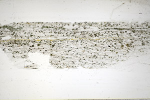Plane Polarized, S84799