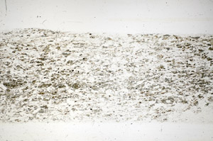 Plane Polarized, S84828