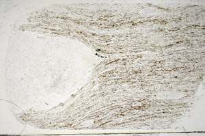 Plane Polarized, S84829