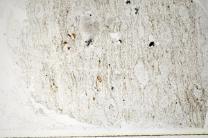 Plane Polarized, S84832