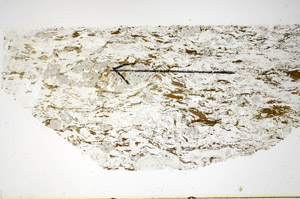Plane Polarized, S84856