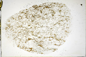 Plane Polarized, S84867