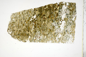 Plane Polarized, S84871