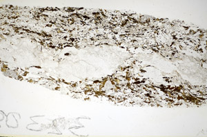 Plane Polarized, S84875