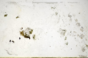 Plane Polarized, S84877