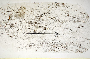 Plane Polarized, S84880