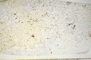 Plane Polarized, S84881