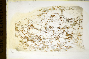 Plane Polarized, S84884