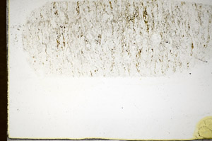 Plane Polarized, S84891