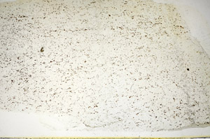 Plane Polarized, S84894