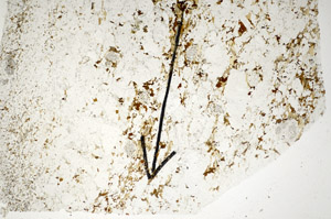 Plane Polarized, S84898