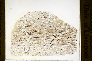 Plane Polarized, S84899