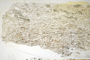 Plane Polarized, S84904